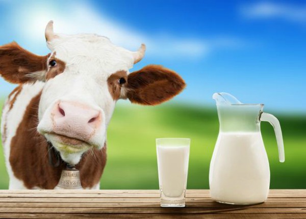 Uống sữa bò buổi sáng lúc bụng đói sẽ không hấp thu được hết chất dinh dưỡng trong sữa. 